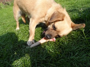 Ratty getting a good angle on her bone